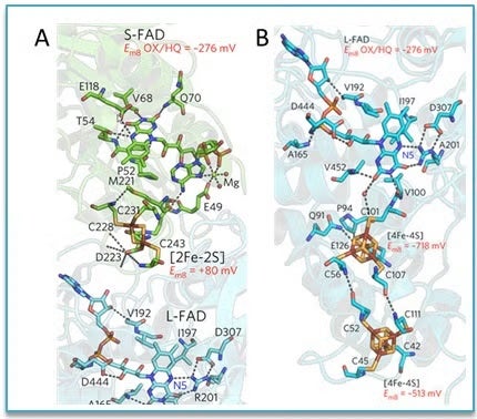 Two coupled electron-transfer pathways in the Nfn structure