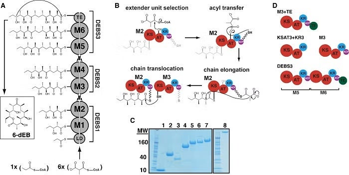 Biosynthesis