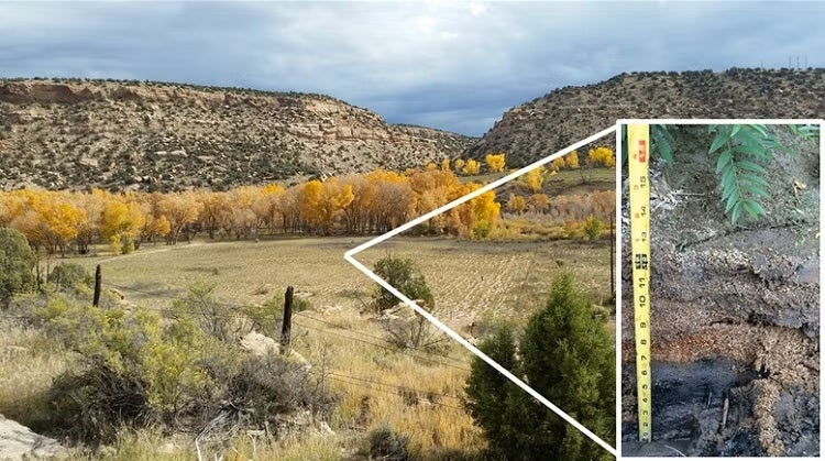 Floodplains host sulfidic sediments with thermodynamically preserved carbon stocks.