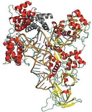 Full-length Gln4 shown bound to tRNAgln