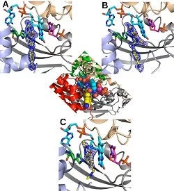 The Active site view of the FDTS enzyme in complex with FAD, dUMP and folate derivatives. 