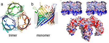 Structure of N. meningitidis PorB
