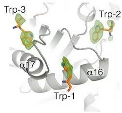 Close up view of the trp-binding region.
