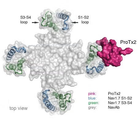 ProTx2-VSD2-NavAb channel crystal structure