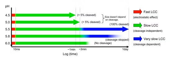 Figure 3 A summary of the NwV particle LCC. Fast LCC (Red; 1st stage) occurs within 10ms, followed by the slow LCC (Green; 2nd and 3rd stages) completing in ~3 min. Additional very slow LCC (Blue) is observed at only pH=5.5~5.8 as shown in Figure 2. 
