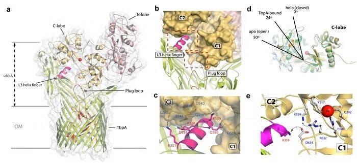 Pirating Neisseria fig1