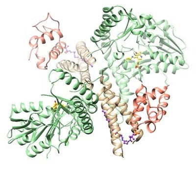 NFS1 (light green) is a type I cysteine desulfurase (PLP, yellow) that forms a tight complex with the essential human protein ISD11 (tan). 