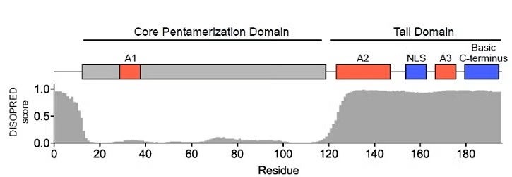  Domain organization of the histone chaperone Npm.