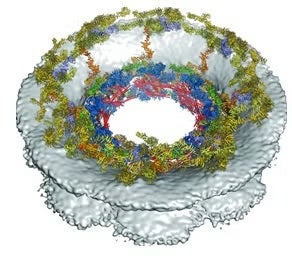 Overview of the composite structure of the NPC symmetric core.