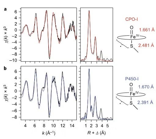 Top (a) CPO-I, bottom (b) P450-I.
