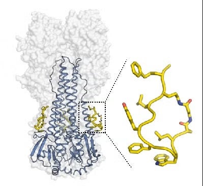 he structure of the complex between a cyclic peptide (yellow) and influenza hemagglutinin