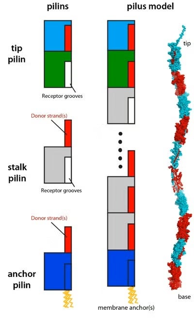 Models of the Type V pilins and pilus.