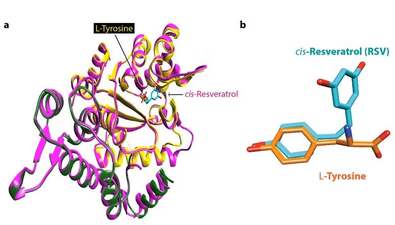 Structural superposition of the co-crystal x-ray structures 