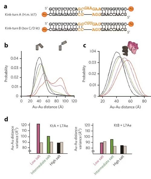 Kink-turn sequences investigated in this study. Au nano-crystals are attached to the 3′ ends of each strand. 