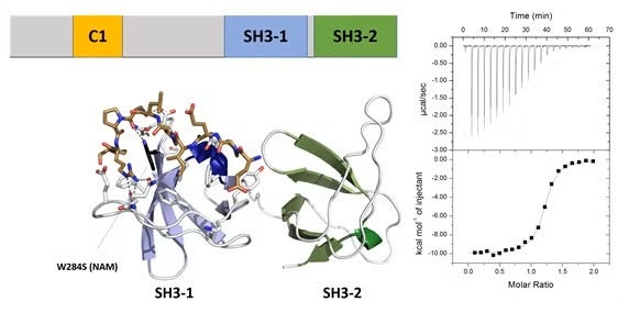 Schematic outline of the STAC domains
