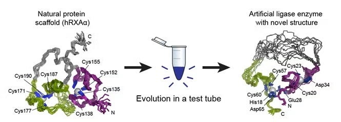 Figure 1. Changes in3D structure upon directed evolution of the hRXRα scaffold to the artificial RNA ligase enzyme 10C. 