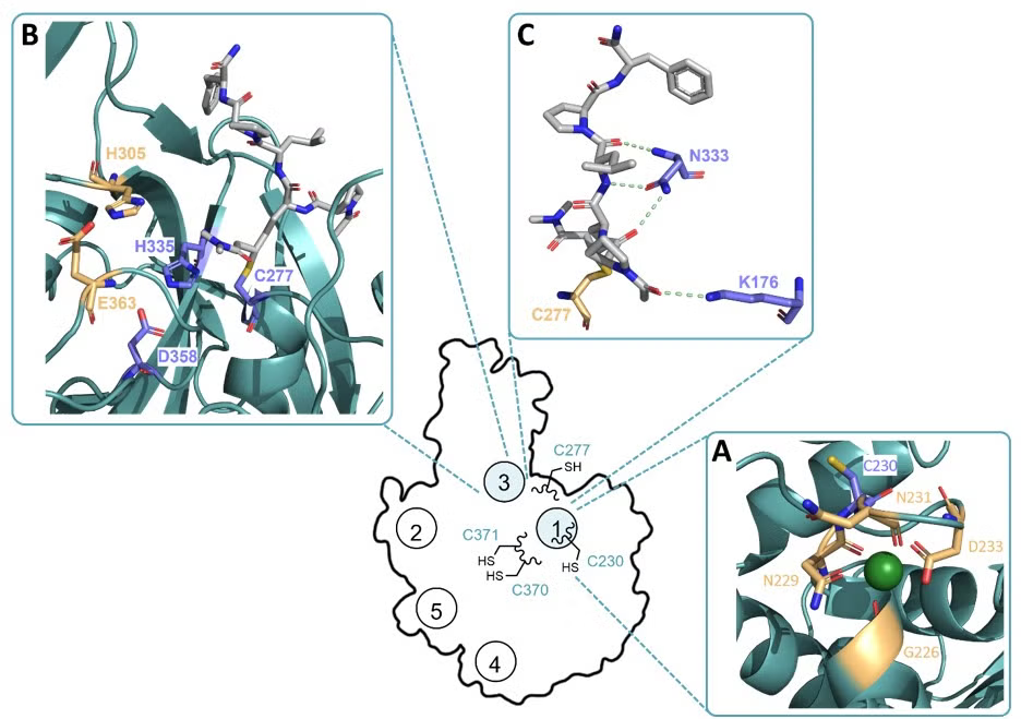 TG2 bound to calcium ions