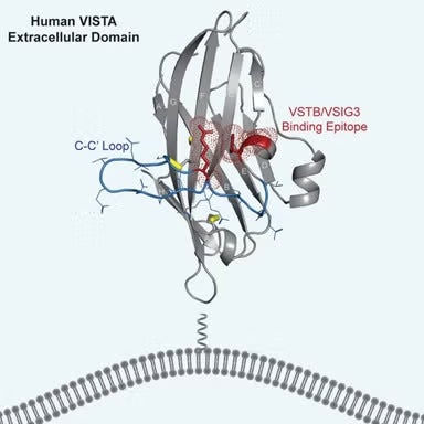 Human VISTA Extracellular Domain