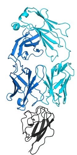 The crystal structure of Z006 